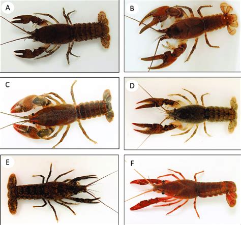 Crayfish species collected from the upper Appomattox River basin; (A ...