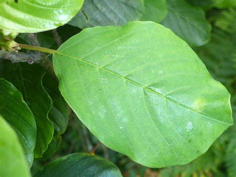 Ovate leaf - Definition of Ovate leaf