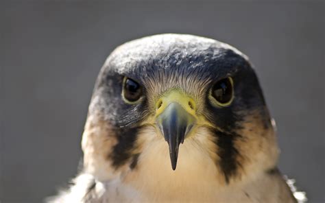 Wallpaper Peregrine falcon, bird photography, face, head, beak ...