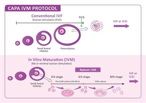 New Drug-Free In Vitro Fertilisation (IVF) Treatment CAPA-IVM| Oasis ...