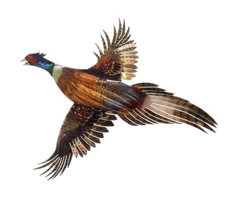 Flying Pheasant Outdoor Metal Wall Art