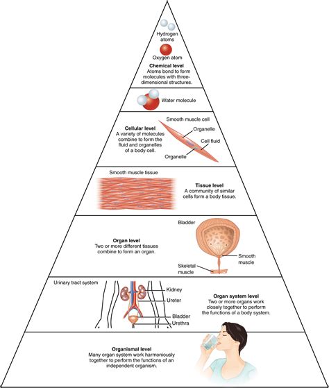 1.2 Structural Organization of the Human Body | Anatomy and Physiology ...