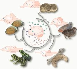 Investigating the evolution of vertebrate pair bonding mechanisms ...