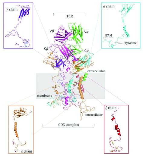 TCR:CD3 complex structure. The CD3 chains interact with the terminal ...