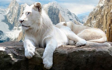 White Lion Images On Mountain Hd - 1280x800 Wallpaper - teahub.io