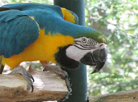 Blue and Gold Macaw Facts | Blue and Gold Macaw Habitat & Diet