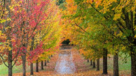 Top 10 Trees for Fall Color - Alsip Home & Nursery