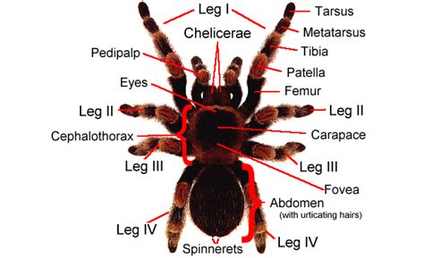 Invertebrate Diversity: Tarantula by Dylan Burchett