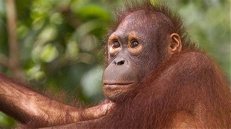 Wildlife Holidays in Malaysia for 2020/21 - Naturetrek