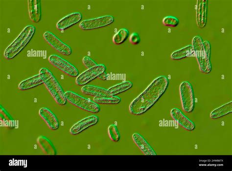 Citrobacter bacteria, illustration Stock Photo - Alamy