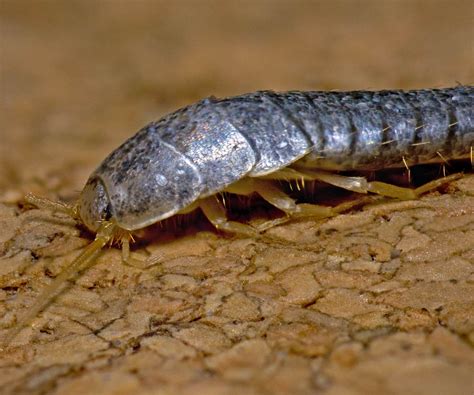 The Anatomy Of A Silverfish | MasterGuard Pest Control