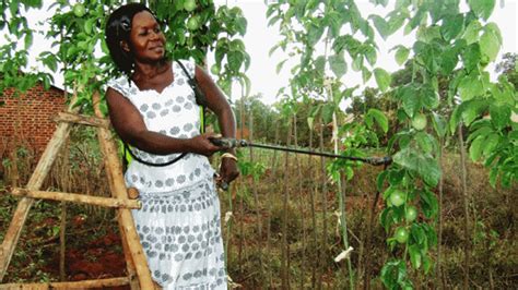 Fruit farming diversified her source of income - Daily Monitor