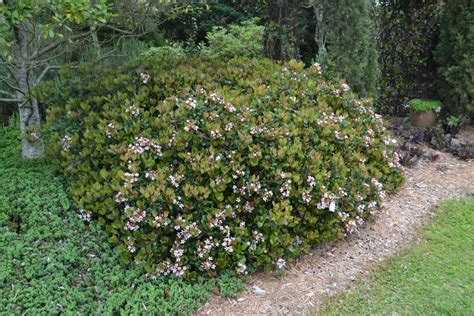 indian hawthorn tree pruning - Stoical Blogging Stills Gallery