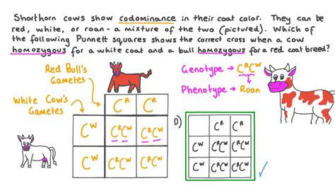 Codominance Punnett Square Examples - pic-cheerio