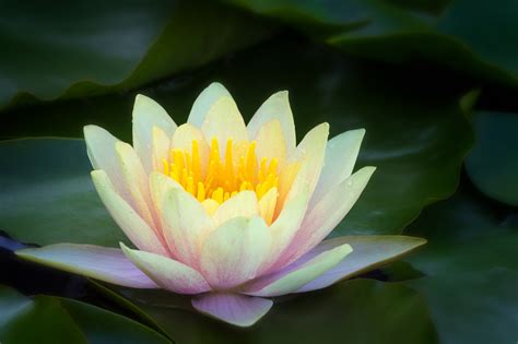 Flower Photography Tips to Capture Waterlily Photos