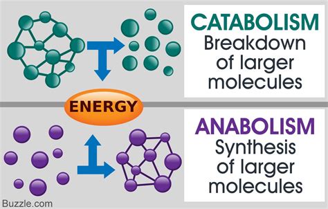 Catabolism Would Best Be Described as a Process That