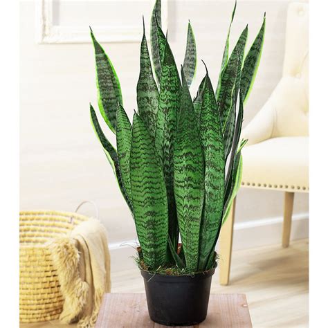 Snake Plant - Sansevieria 'Laurentii' | Houseplants | Breck's