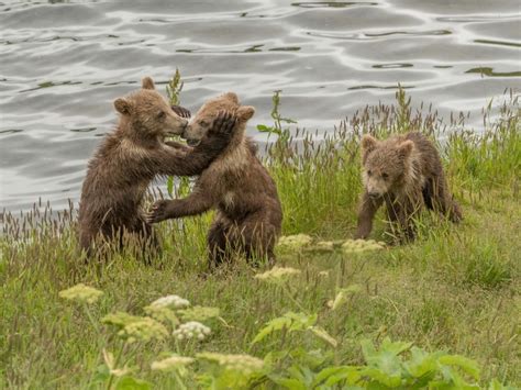 Kodiak Bear Viewing | Larsen Bay Lodge