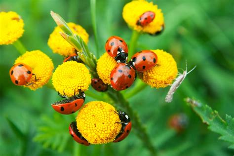 Voici des insectes utiles pour votre jardin et comment les attirer ...