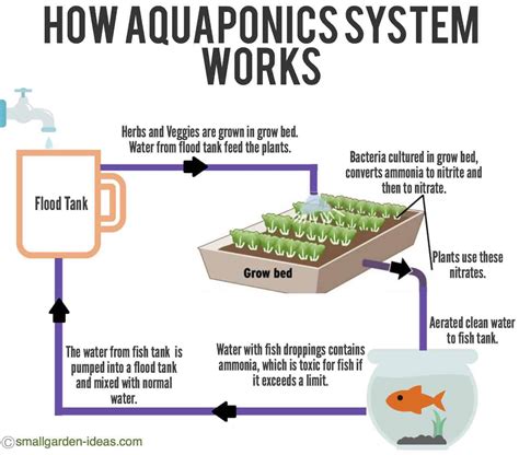 [DIAGRAM] Schematic Diagram Of Aquaponics - MYDIAGRAM.ONLINE