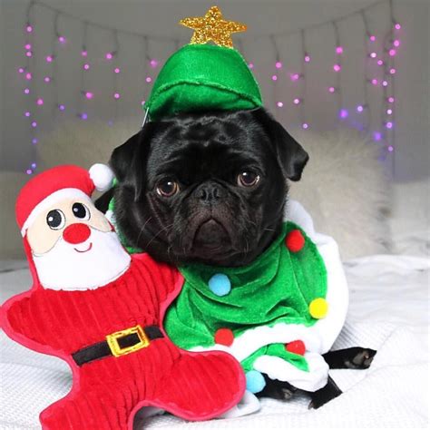 Pug Pet Quotes Cat, Animal Quotes, Pugs In Costume, Pet Costumes, Pug ...