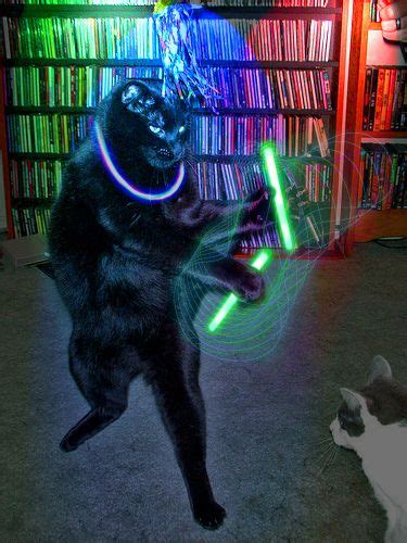 rave cat! | Rave music, Rave dance, Rave