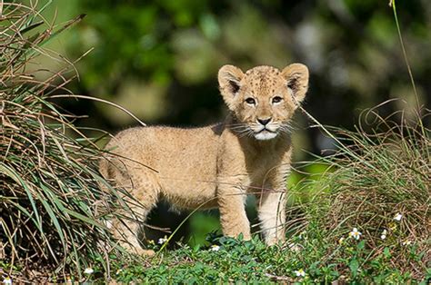 Lion Cub Makes His Debut at Zoo Miami Picture | Cutest baby animals ...