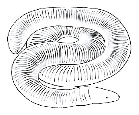 Schematic illustration of a caecilian. | Download Scientific Diagram