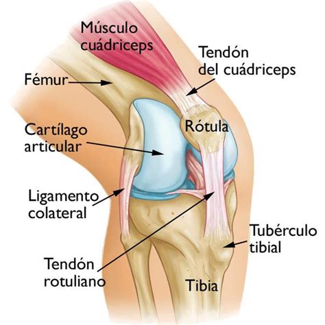 Fisioterapia Cranium: Tendinitis rotuliana o rodilla de saltador