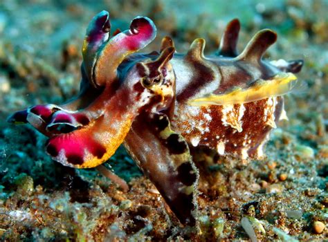 Real Monstrosities: Flamboyant Cuttlefish