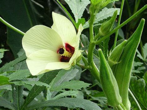 Planting, Growing and Harvesting Okra Plants - World of Flowering Plants