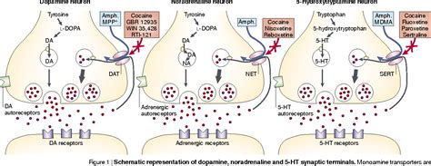 Plasma membrane monoamine transporters: structure, regulation and ...