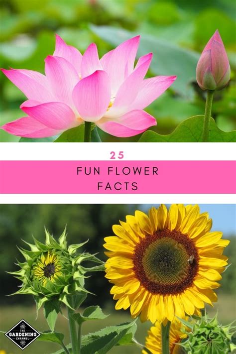 25 Fun Facts About Flowers - Gardening Channel