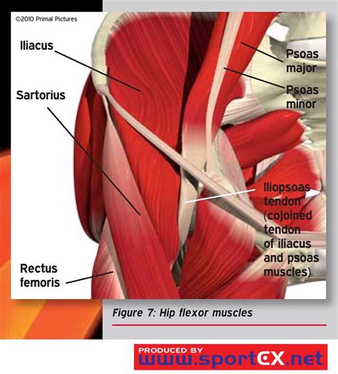 How To Manage A Hip Flexor Strain How To Manage A Hip Flexor Strain