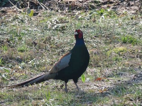 This is a "green pheasant" or "kiji" in Japanese. I took this photo in ...