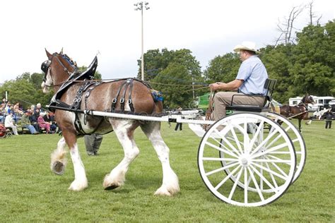 Clydesdale Pulling Cart in Competition Editorial Image - Image of ...