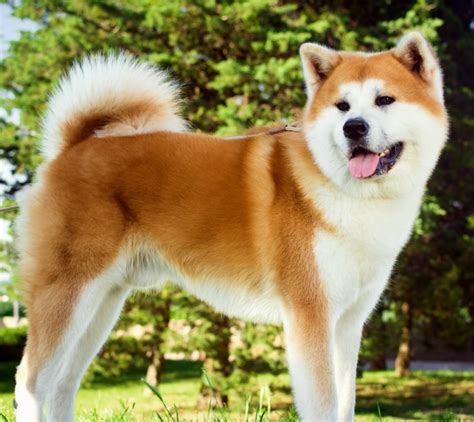 Do Akita Dogs Bite