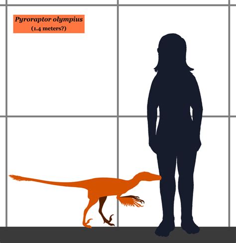 Pyroraptor SIZE - Pyroraptor - Wikipedia, the free encyclopedia Peabody ...