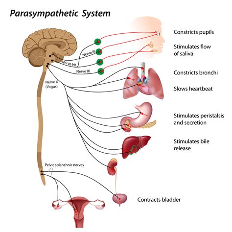 What Is Parasympathetic Nervous System