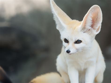 Fennec Fox Care | South Wilton Vet