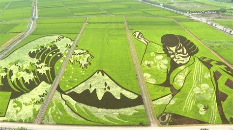 Japanese rice paddies transformed into works of art | AFP - YouTube