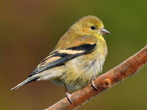 American Goldfinch - NestWatch