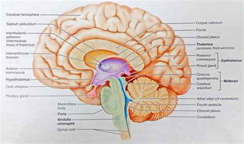 Anatomy of Human Body 24"x40" Poster Midsagittal Section Of The Human ...