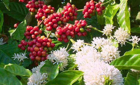 Nature's Perfume: Exploring Coffee Blossoms in Coorg, India