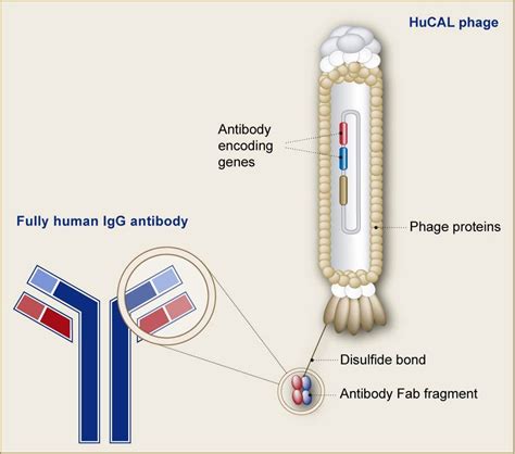 Phage Display: A powerful Technique and its Applications ...