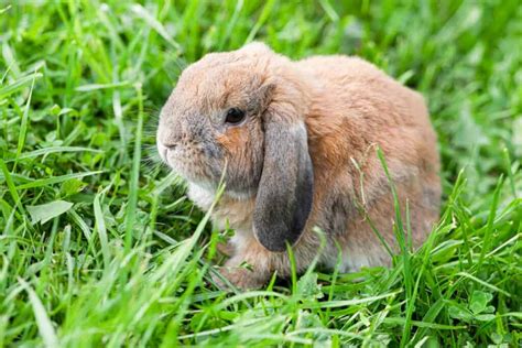 The 10 Most Adorable Lop-Eared Rabbit Breeds - IMP WORLD