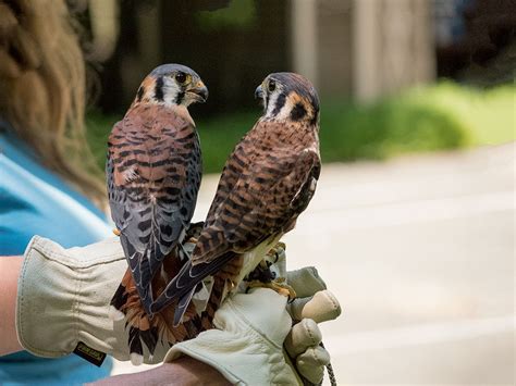 American Kestrel Male Vs Female