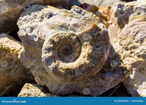 The Shell of the Fossil Nautiloidea is the Lower Section of the ...