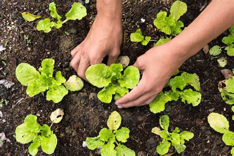 How to Plant Leaf Lettuce? (Complete Growing Guides)