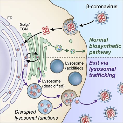 Lysosome Structure